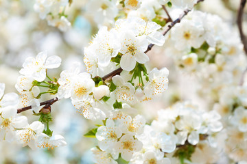 Beautiful blossoming tree outdoors, closeup
