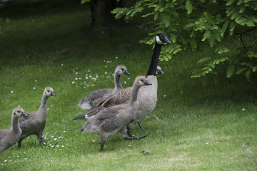 Canadian Goose Family with Goslings aka baby geese at the lake in the park