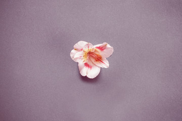 Fototapeta na wymiar White and pink lily on a grey background.