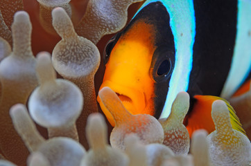 Clownfish