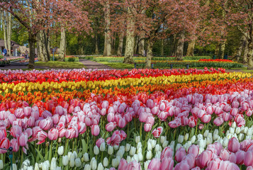 Flowerbed with tulips,Keukenhof, Netherlands