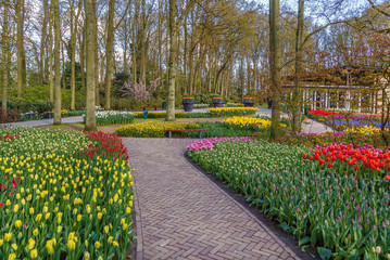 Plakat Flowerbed in Keukenhof garden, Nederlands