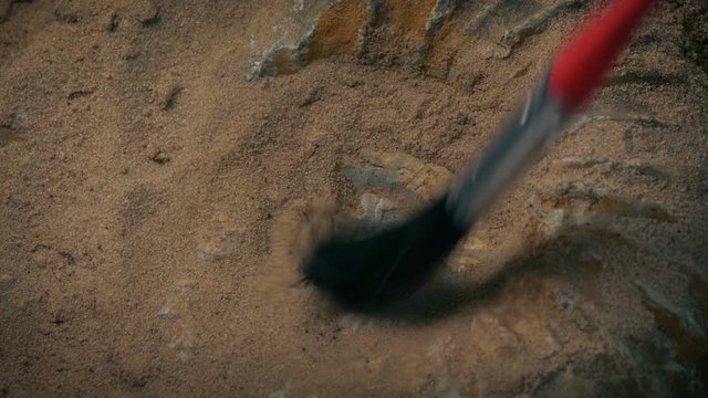 Prehistoric Fossil Of Sea Shell Ammonite Being Excavated