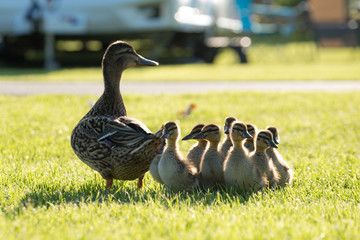 Female duck with her ducklings on a summer's day