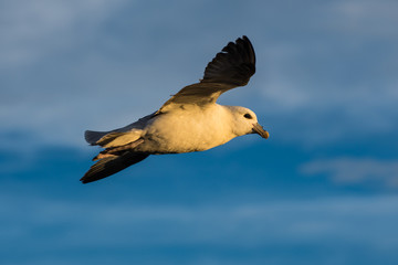 Seagull flying in the sky