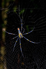 A spider in the nature background is beautiful but terrifying