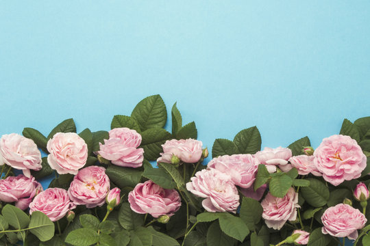 Pink roses lined at the bottom of the image on a blue background. Flat lay, top view