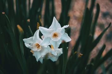 Fototapeta na wymiar close-up of white flowers of narcissus dubius