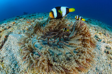Clownfish