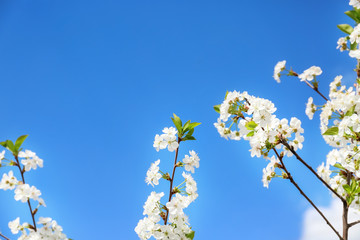 Beautiful blossoming tree branches against blue sky
