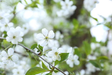 Branch of beautiful blossoming tree outdoors