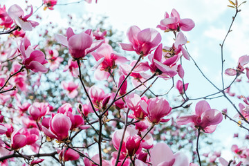 Obraz na płótnie Canvas Pink magnolia flower blossom background with beautiful blurred bokeh effect.