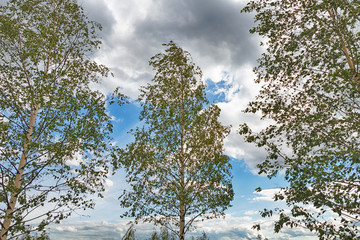Obraz na płótnie Canvas Beautiful birch on a cloudy sky background