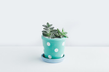 Succulent In the cute pot White background
