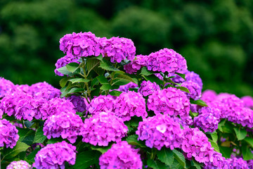紫陽花景色
