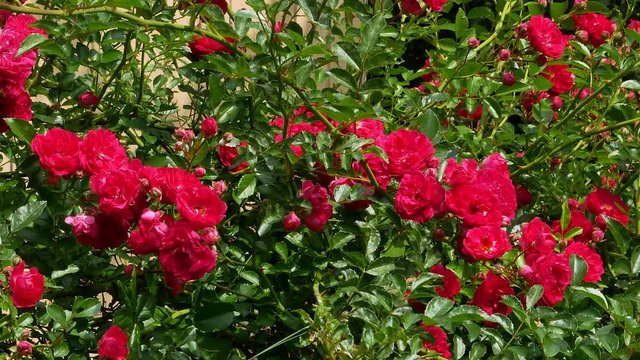 Red polyantha rose bush 4k