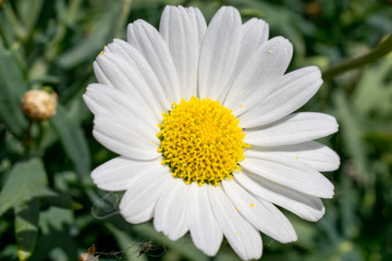 Fototapeta premium Daisy