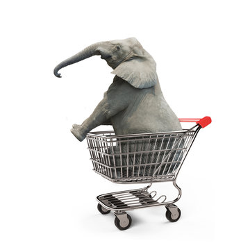 Cute elephant sitting in the shopping cart, isolated on white background.