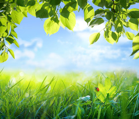 Naklejki  Naturalne zielone tło niewyraźne z promieni słonecznych. Soczysta młoda trawa i biedronka przeciw błękitne niebo i liście drzewa w przyrodzie, malownicze kadrowanie, makro, kopia przestrzeń.
