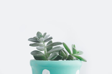 Succulent In the cute pot White background
