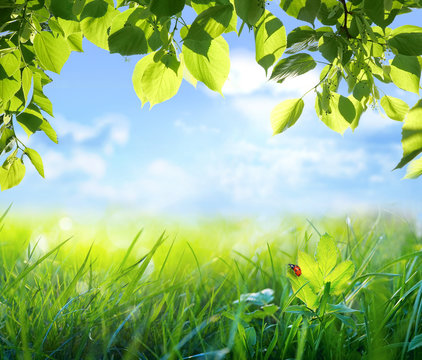 Natural green defocused background with sunshine. Juicy young grass and  ladybug against blue sky and foliage of a tree in nature, scenic framing,  macro, copy space. Stock-foto | Adobe Stock