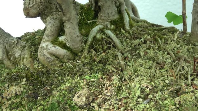 Bonsai tree roots. Macro view. Slow camera 
