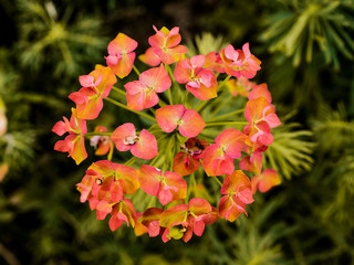 Umbrella of flowers