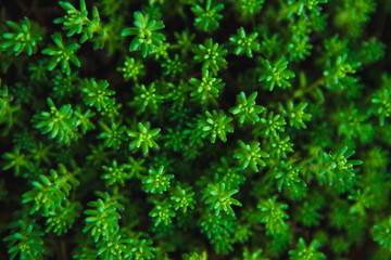 Texture of green plants.Flat lay. Nature concept