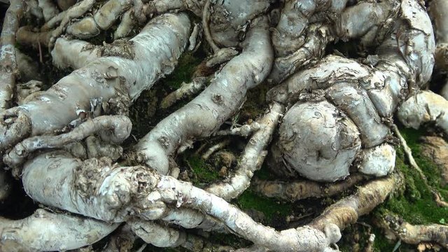 Bonsai tree roots. Macro view. Slow camera 