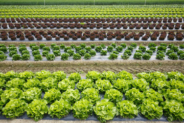 Field with rows of colorful, fully grown lettuce heads
