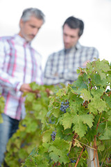 close-up vine leaves winemakers in the background