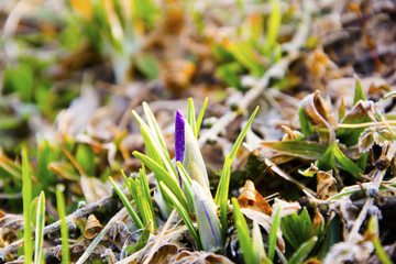 Kwiatek © KrólestwoNauki