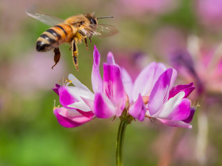 Close up of Chinese milk vetch and a honey bee hovering over the flower
