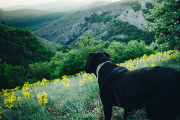 Black labrador on the hunt.