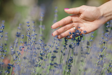Female hand touching lavender flowers
