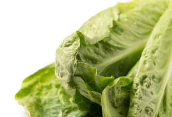 Close up of Lettuce