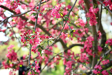 Beautiful blossoming tree outdoors