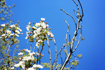 Beautiful blossoming tree branches against blue sky