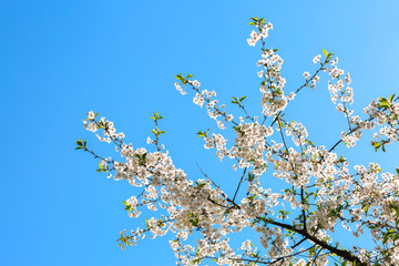 Beautiful blossoming tree branches against blue sky