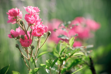 Fototapeta na wymiar pink roses in spring in the garden