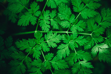 Texture of green plants with small leaves.