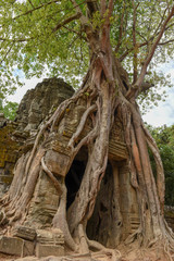 Tropical tree on Ta Som temple at Angkor complex