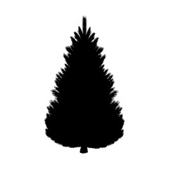 Silhouette fir tree coniferous flora