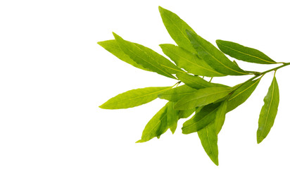 Bay leaves with copy space isolated on white background