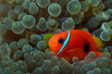 Clownfish