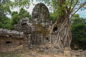 Tropical tree on Ta Som temple at Angkor complex