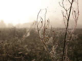 It is wrapped in cobwebs. Summer morning.