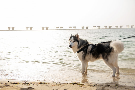 Alaskan Malamute on the beach in Dubai