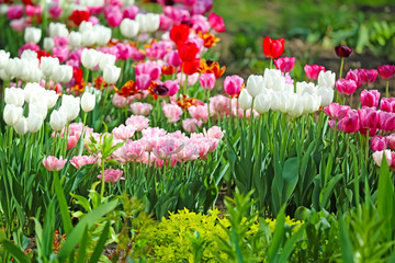 Beautiful blossoming tulips outdoors