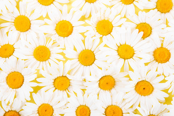 Layout of daisies on a yellow background. The concept of summer.